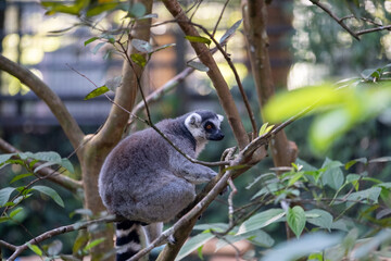 Naklejka premium Ring-tailed lemur perched on a tree branch amid lush green foliage, viewed from the side in soft natural light, showcasing agile climbing behavior in a forest-like habitat.