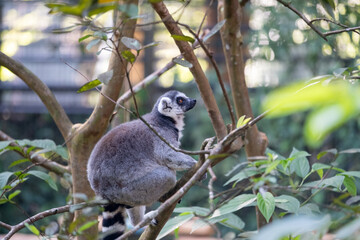 Naklejka premium Ring-tailed lemur perched on a tree branch amid lush green foliage, viewed from the side in soft natural light, showcasing agile climbing behavior in a forest-like habitat.