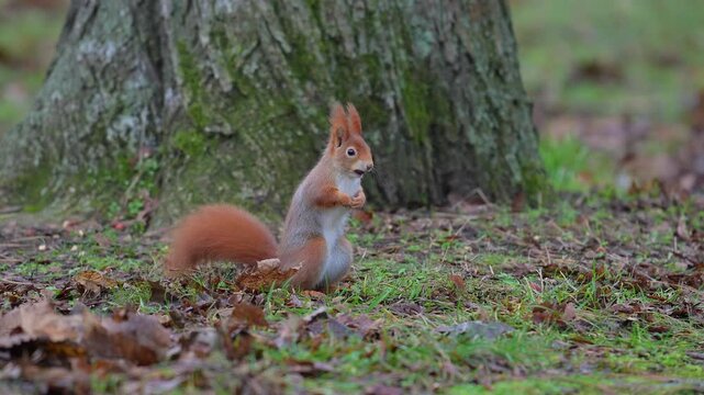 Eurasisches Eichh&ouml;rnchen (Sciurus vulgaris), sitzt auf dem Boden und beobachtet