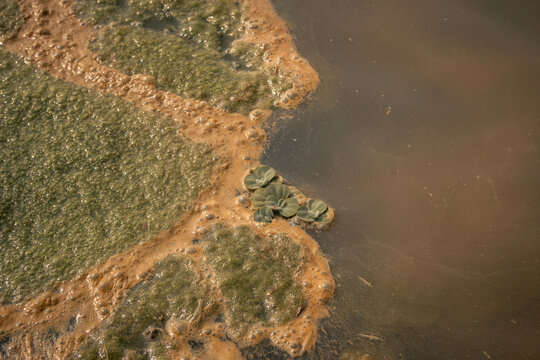 accumulations of green algae and foam on the stagnant water in the rice fields