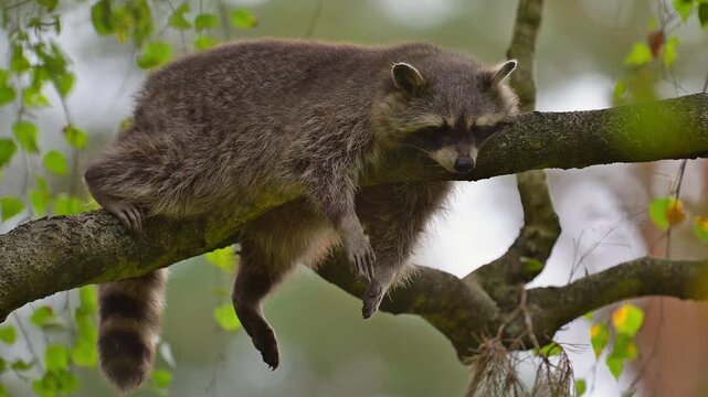 Waschb&auml;r (Procyon lotor), liegt auf einem Ast