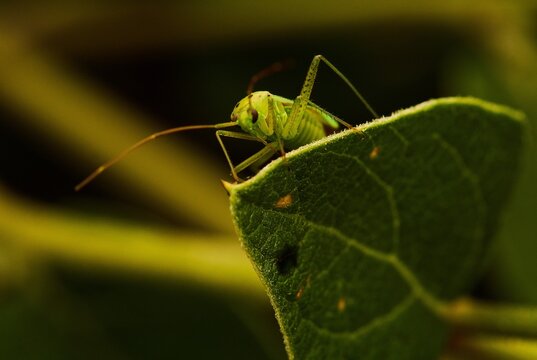 Green grasshopper on a leaf.