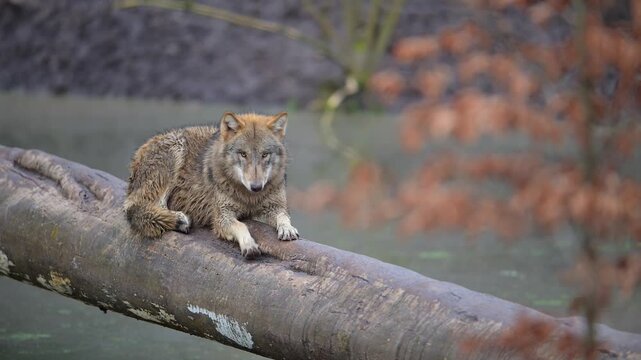 Wolf (Canis lupus), liegt auf einen Baumstamm und beobachtet seine Umgebung
