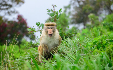 Naklejka premium Shivering toque macaque sits alert among lush green grass during cool mountain weather