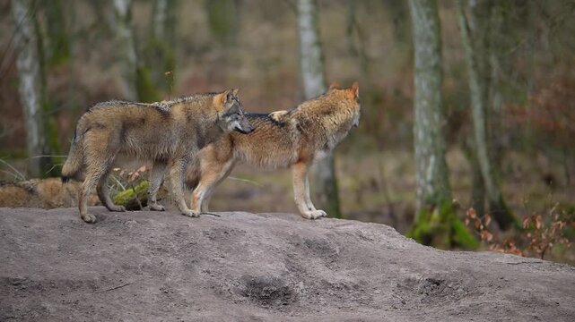 Wolf (Canis lupus), Wolfsrudel im Wald