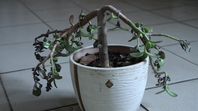 Dead Jade Plant in Flower Pot Indoors