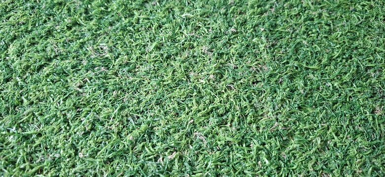 green grass background