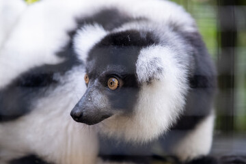 Naklejka premium Side-profile portrait of a black-and-white ruffed lemur with striking amber eyes resting inside an enclosure, showcasing its distinctive fluffy coat against a softly blurred natural background.