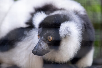 Naklejka premium Side-profile portrait of a black-and-white ruffed lemur with striking amber eyes resting inside an enclosure, showcasing its distinctive fluffy coat against a softly blurred natural background.