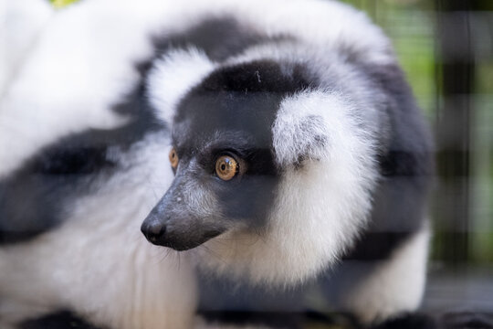 Side-profile portrait of a black-and-white ruffed lemur with striking amber eyes resting inside an enclosure, showcasing its distinctive fluffy coat against a softly blurred natural background.
