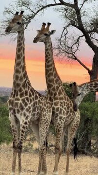 "Majestic giraffes in their natural habitat at golden hour with a colorful sky"