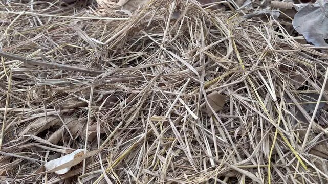 Close up view of dry hay and straw piles on agricultural ground