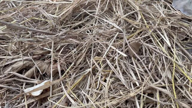 Close up of dry straw pile for traditional agriculture background