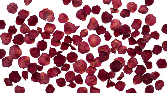 Scattered Pressed Red Rose Petals Background Isolated on Transparent 