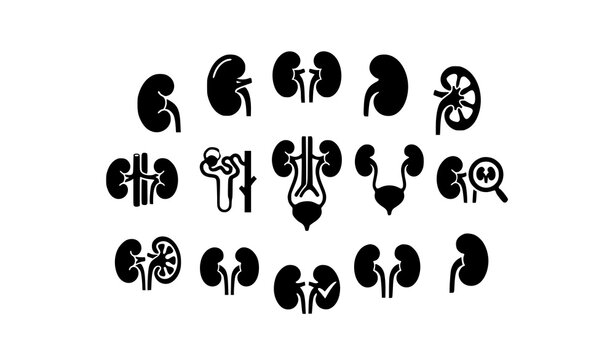 Kidney Renal Anatomy Urinary System and Healthcare Medical Glyph Vector Collection