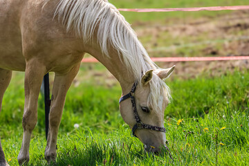 A light-colored horse with a blonde mane grazes peacefully in a lush green pasture © Діма Осташук