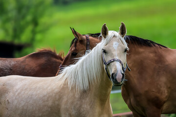 Two horses standing together in a lush green field on a cloudy day © Діма Осташук
