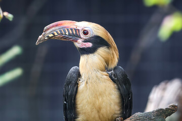 Close-up portrait of a striking Rufous-necked Hornbill with vibrant colors and intricate beak details © Діма Осташук