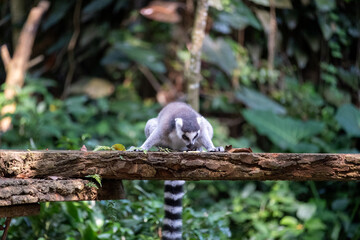 Naklejka premium A ring-tailed lemur crouches low on a rustic wooden platform while searching for food, its striped tail hanging below against a softly blurred tropical forest background in natural daylight.