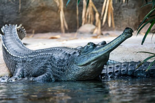 Gharial reptile with long snout resting near water's edge in natural habitat