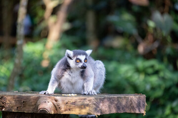 Naklejka premium A ring-tailed lemur pauses while foraging on a rustic wooden platform, gazing alertly into the distance with vivid amber eyes against a lush tropical forest background.