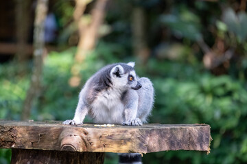 Naklejka premium A ring-tailed lemur crouches on a rustic wooden platform while foraging, glancing sideways with vivid amber eyes against a softly blurred tropical forest backdrop in natural daylight.