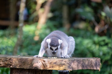 Naklejka premium A ring-tailed lemur lowers its head to forage on a rustic wooden platform, captured in a natural tropical habitat with soft green bokeh and gentle daylight emphasizing its curious behavior.