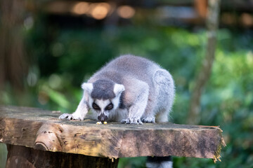 Naklejka premium A ring-tailed lemur lowers its head to forage on a rustic wooden platform, captured in a natural tropical habitat with soft green bokeh and gentle daylight emphasizing its curious behavior.