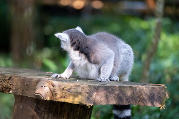Naklejka premium A ring-tailed lemur crouches on a rustic wooden platform, glancing over its shoulder in a lush tropical habitat with soft green bokeh and natural daylight highlighting its fur.