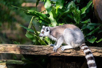 Naklejka premium A ring-tailed lemur crouches on a weathered wooden log in a lush tropical habitat, captured in side profile with vivid amber eyes and a striped tail under dappled sunlight.