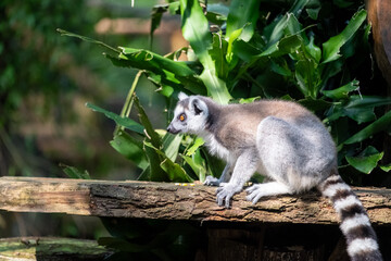 Naklejka premium A ring-tailed lemur crouches on a weathered wooden log in a lush tropical habitat, captured in side profile with vivid amber eyes and a striped tail under dappled sunlight.