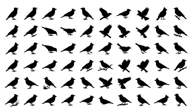 Lark Bird Silhouette Vector Set with Flying Perched and Singing Bird Collection