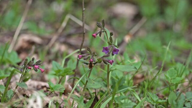 large, or dark-edged, or greater bee-fly (Bombylius major) feeding and pollinating purple flowers in slow motion