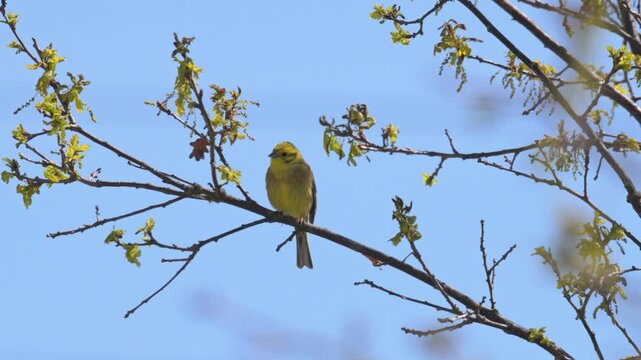 yellowhammer (Emberiza citrinella) bird singing on a branch