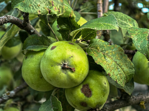 Green Apples Damaged by Brown Spots and Disease
