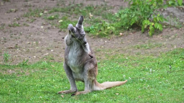 common wallaroo (Osphranter robustus) standing