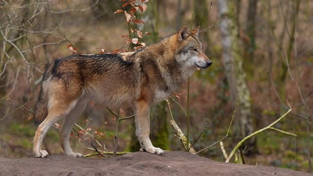 Wolf (Canis lupus), streift druch den Wald