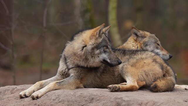 Wolf (Canis lupus), im Wald
