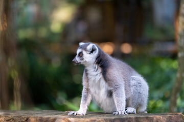 Naklejka premium A ring-tailed lemur crouches on a wooden platform in a lush tropical habitat, captured in a three-quarter view with bright amber eyes and soft green bokeh in natural daylight.
