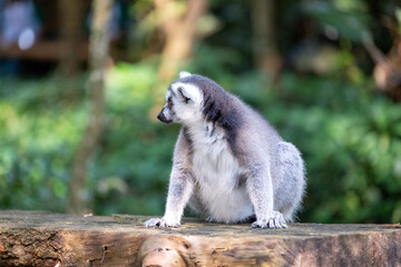 Naklejka premium A ring-tailed lemur crouches on a wooden platform in a lush tropical habitat, captured in a three-quarter view with bright amber eyes and soft green bokeh in natural daylight.