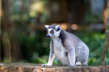 Naklejka premium A ring-tailed lemur crouches on a wooden platform in a lush tropical habitat, captured in a three-quarter view with bright amber eyes and soft green bokeh in natural daylight.