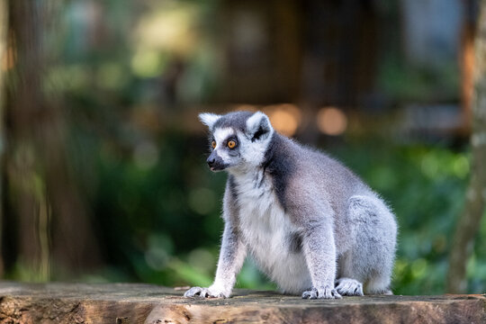 A ring-tailed lemur crouches on a wooden platform in a lush tropical habitat, captured in a three-quarter view with bright amber eyes and soft green bokeh in natural daylight.