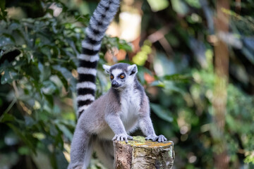 Naklejka premium A ring-tailed lemur stands alert with its front paws on a weathered tree stump, long striped tail raised high, surrounded by lush tropical foliage in soft natural light.