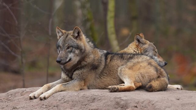 Wolf (Canis lupus), im Wald