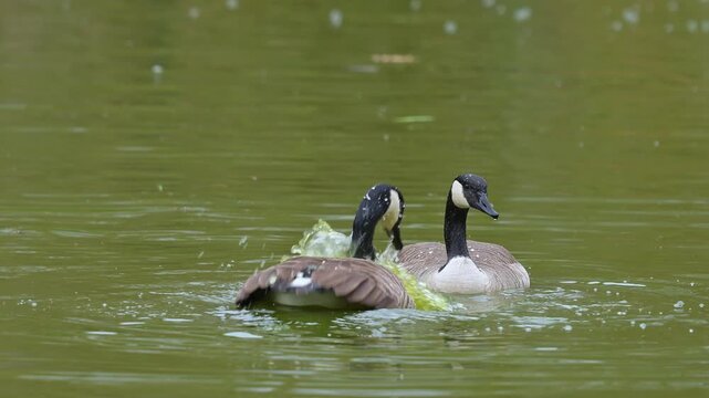Zwei Kanadag&auml;nse (Branta canadensis), schwimmen in einem Gew&auml;sser, auf der Suche nach Nahrung, Kanadagans, 