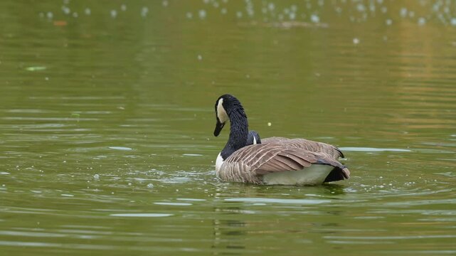 Eine Kanadagans (Branta canadensis), schwimmt in einem Gew&auml;sser, Kanadagans, 