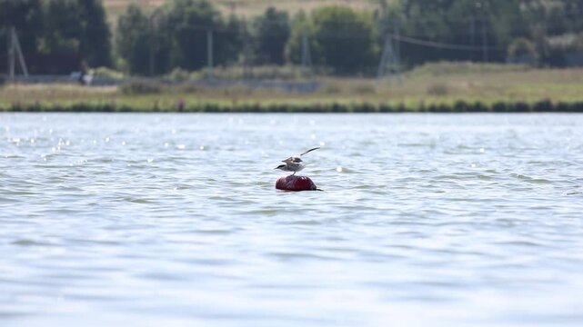 Common Tern maintaining balance on a buoy surrounded by gentle waves, slow motion