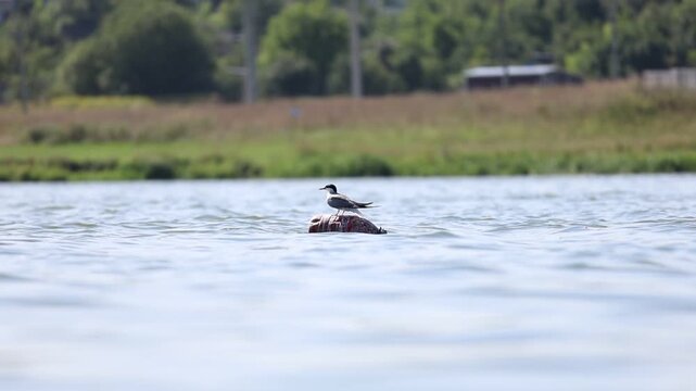 Common Tern resting on floating buoy while another tern passes in flight, slow motion