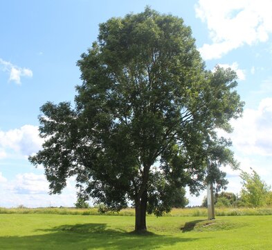Majestic Green Tree in Sunny Summer Park Landscape with Blue Sky and Clouds
