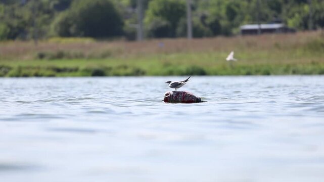 Common Tern perched on buoy as another Common Tern flies past over lake water, slow motion